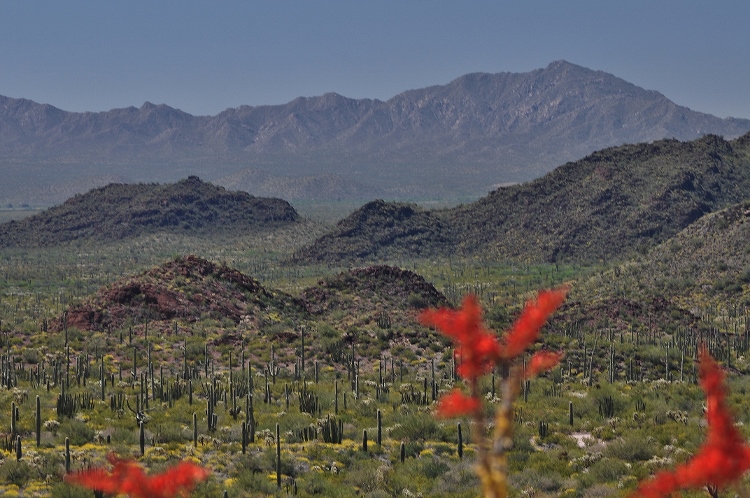 the desert floor